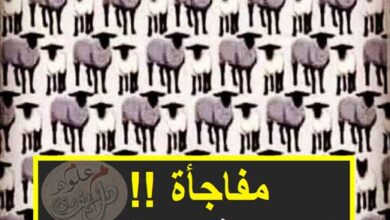 كم ذئب وسط الغنم