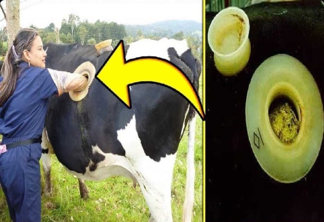 ثقب بطون الأبقار