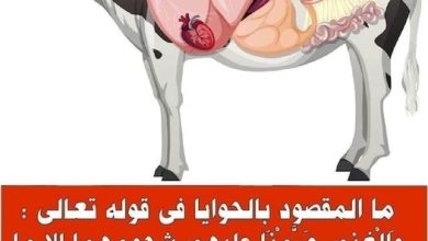 الحوايا